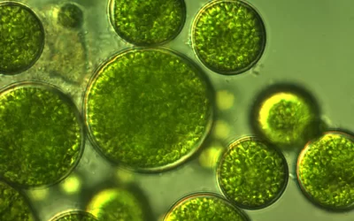 Il potenziale delle microalghe nella produzione di pane gluten-free