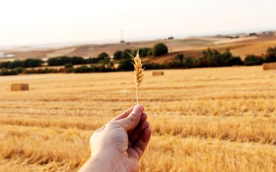 Carta d’identità del glutine